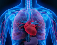 Interaktion - Lunge und Organe